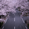 ROUTE SAKURA