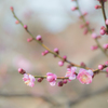 春の薫り