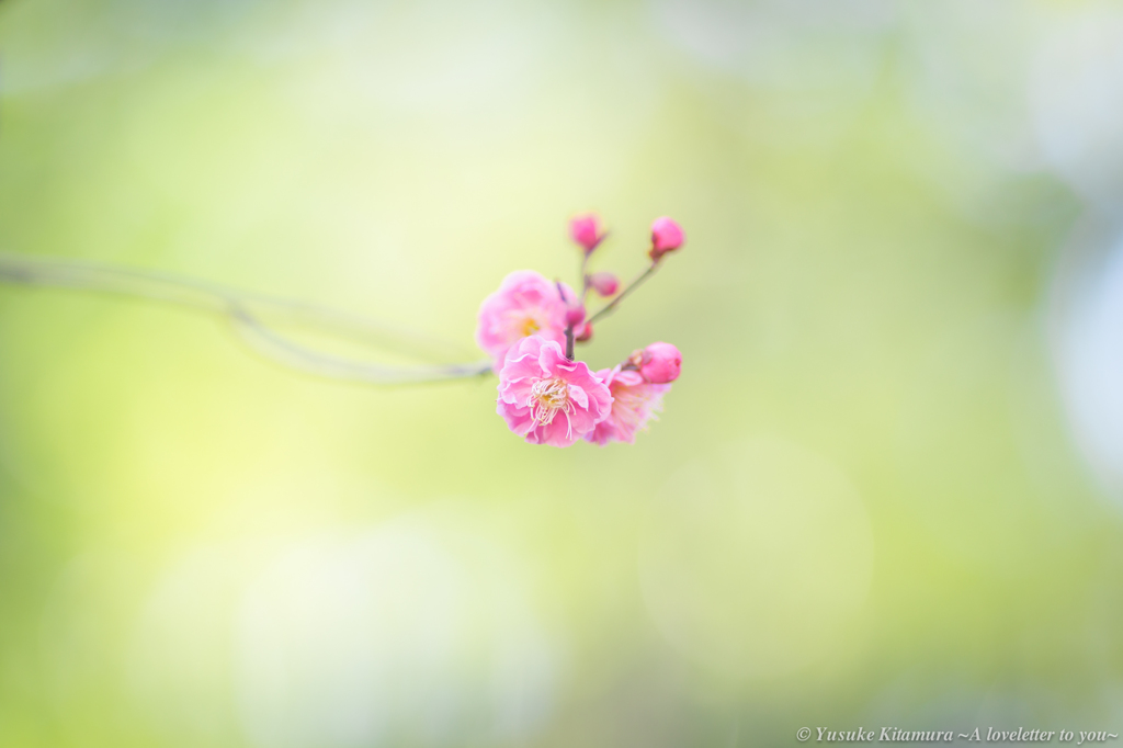 The flowering season