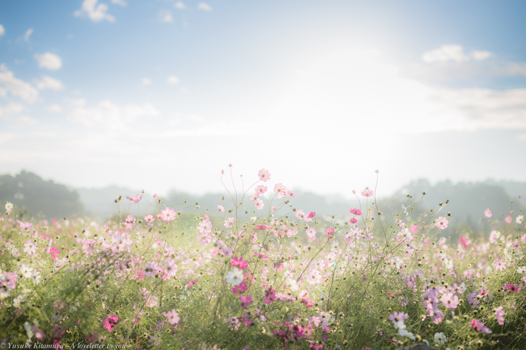 In bloom