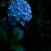 紫陽花