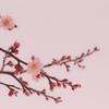 Fragrance
