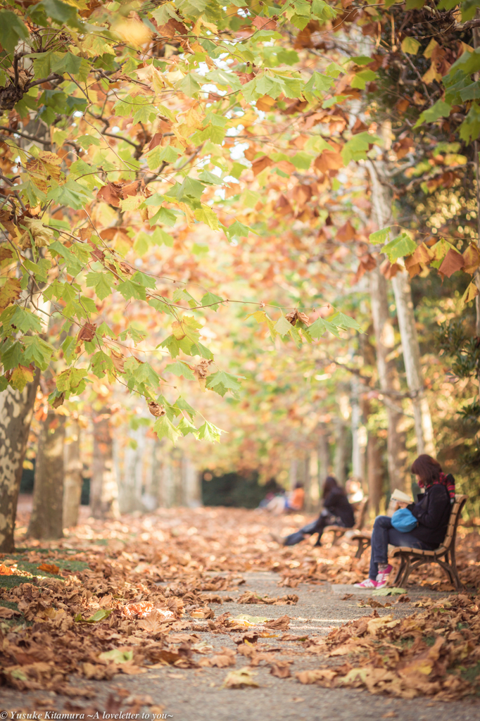 Autumn path