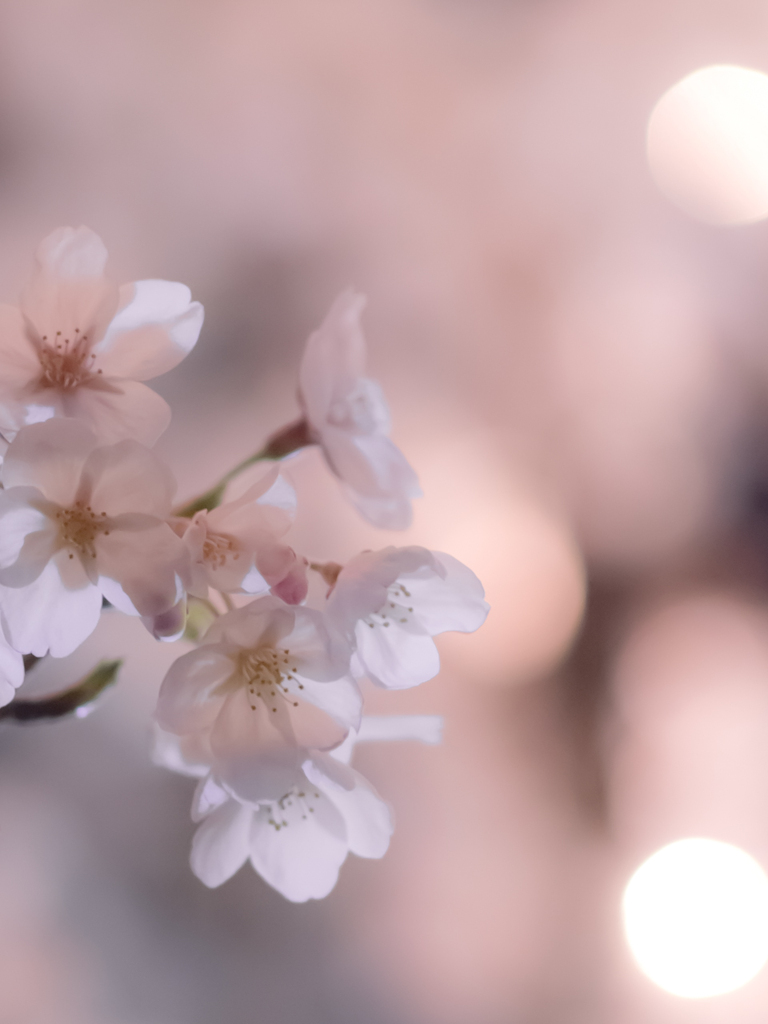 ある春のある夜の桜にのせて