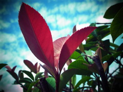 GRD_R0015577