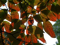 GRD_R0015705