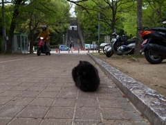 くろねこ