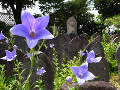 古寺の石仏