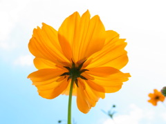 秋花