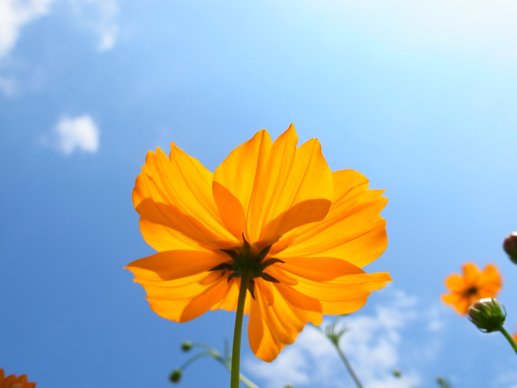 オレンジの花と青い空