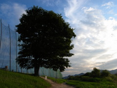 河川敷の大樹