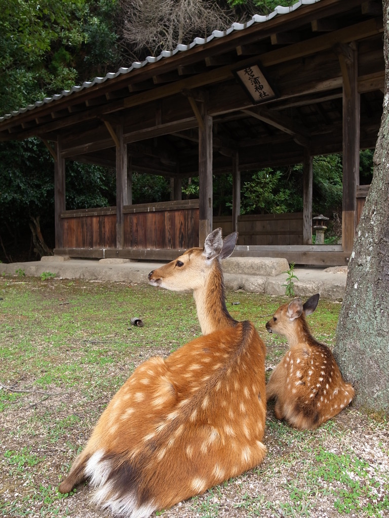 おやこ