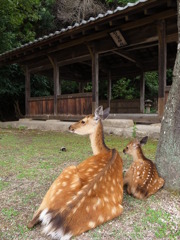 おやこ