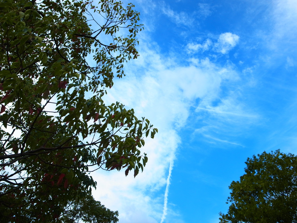 秋の空