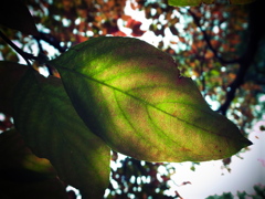 GRD_R0015700