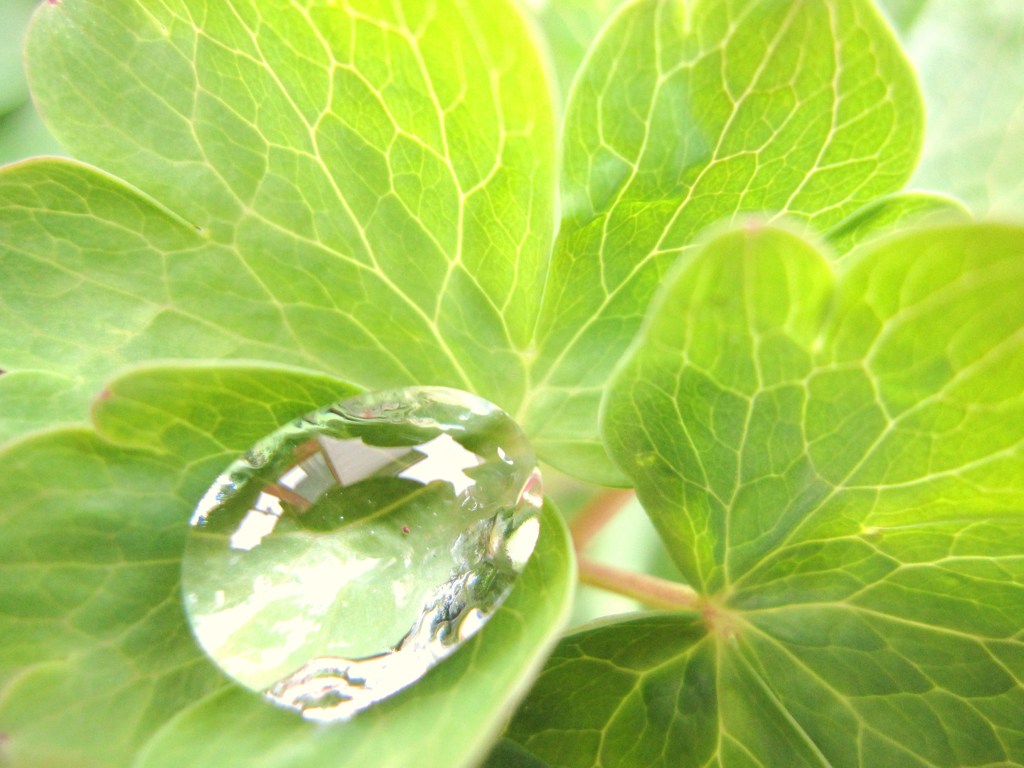 雨雫