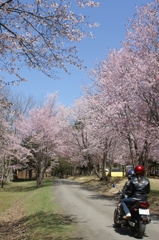 桜坂