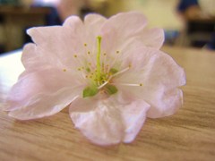つくえに浮かぶ春