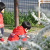 ゆきやなぎ