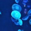 ｂｌｕｅ