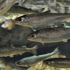 魚群