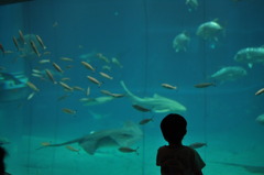 海中公園