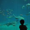 海中公園