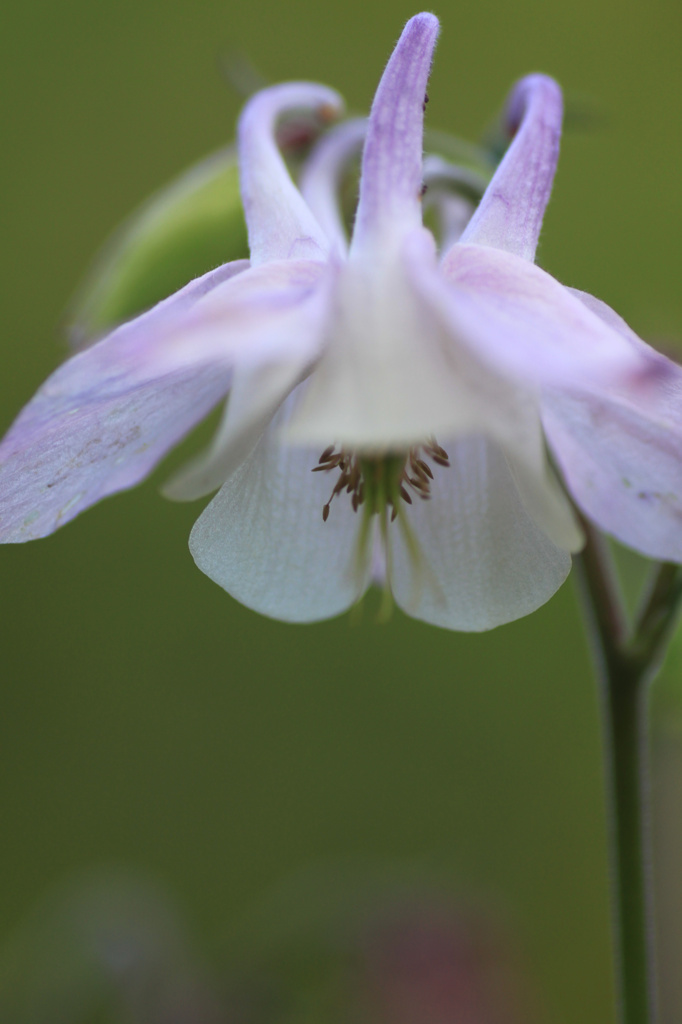 flowers2