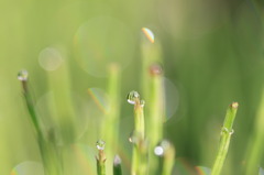 雨上がり