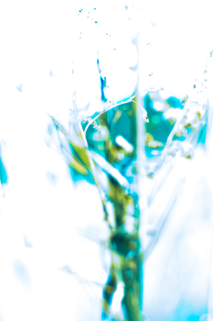 枯れ草2