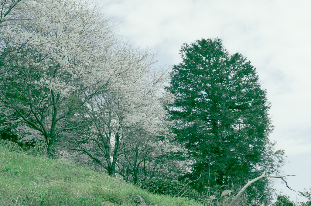 桜2