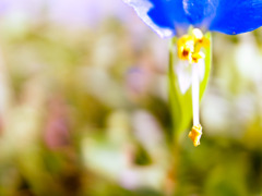 青花