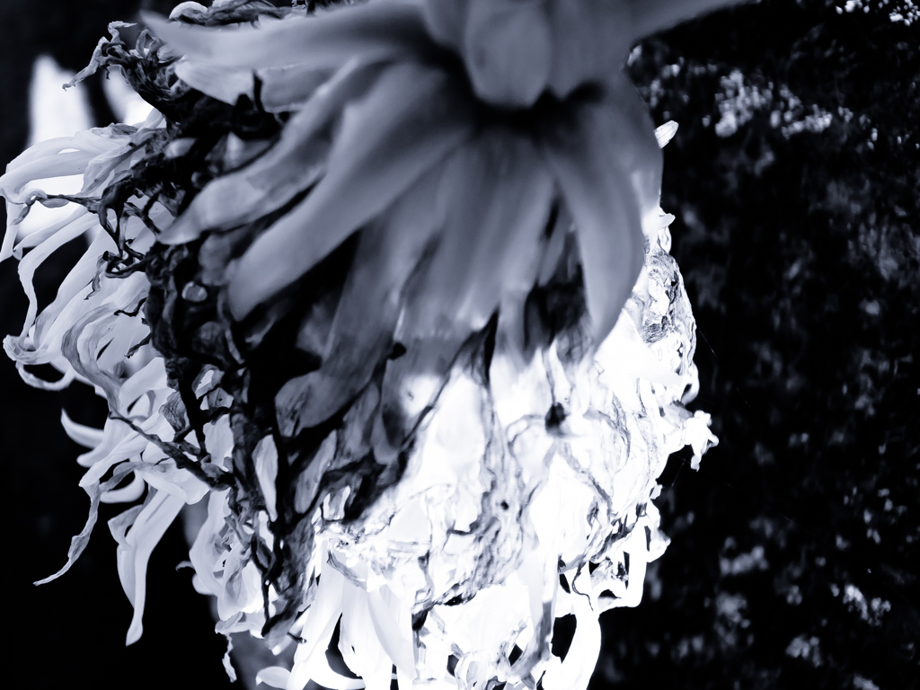 動く菊