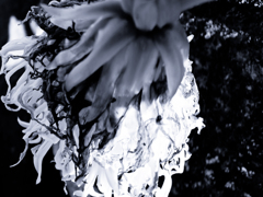 動く菊