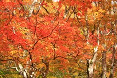 紅葉の絨毯