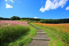 秋の散歩道