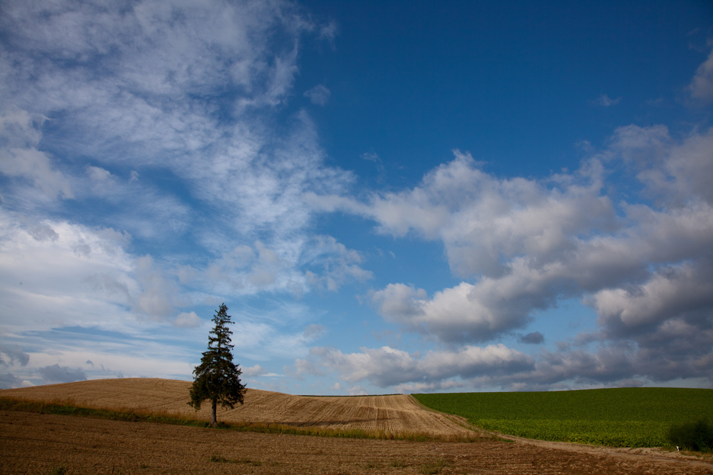Ｌａｓｔ　Ｓｕｍｍｅｒ　Ｔｒｅｅ