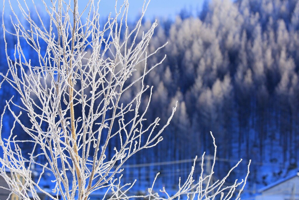 極寒の朝