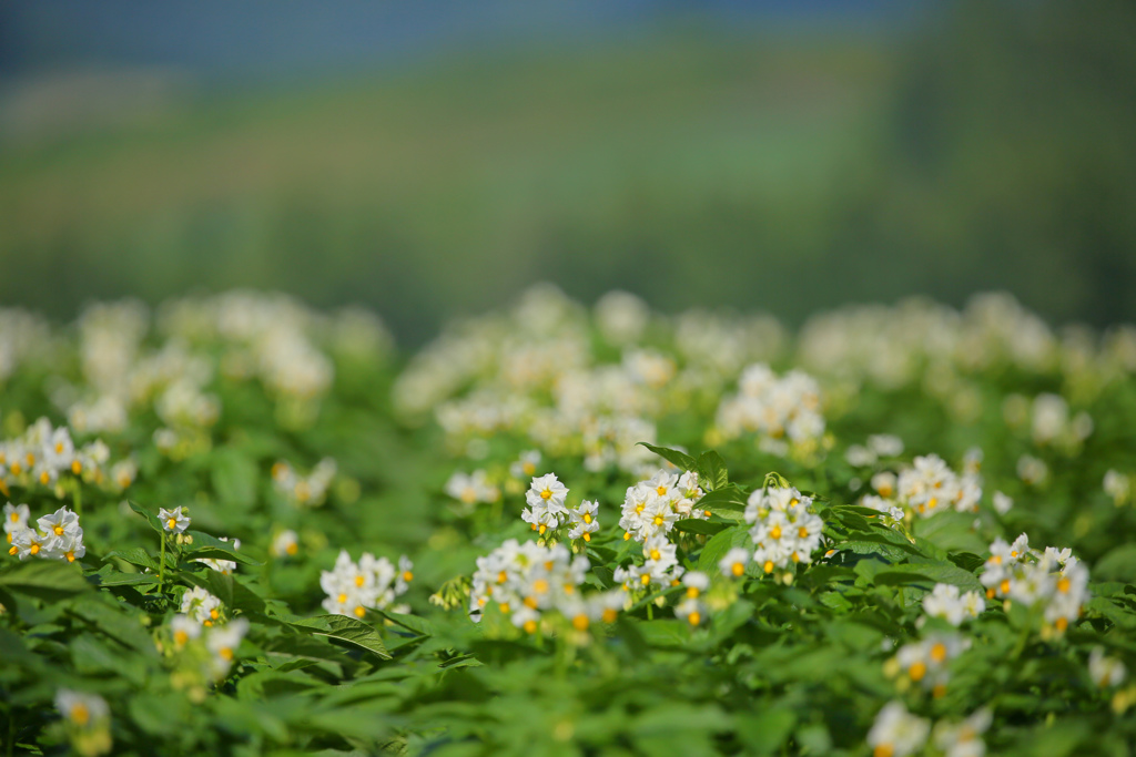 じゃがいもの花　咲きました。