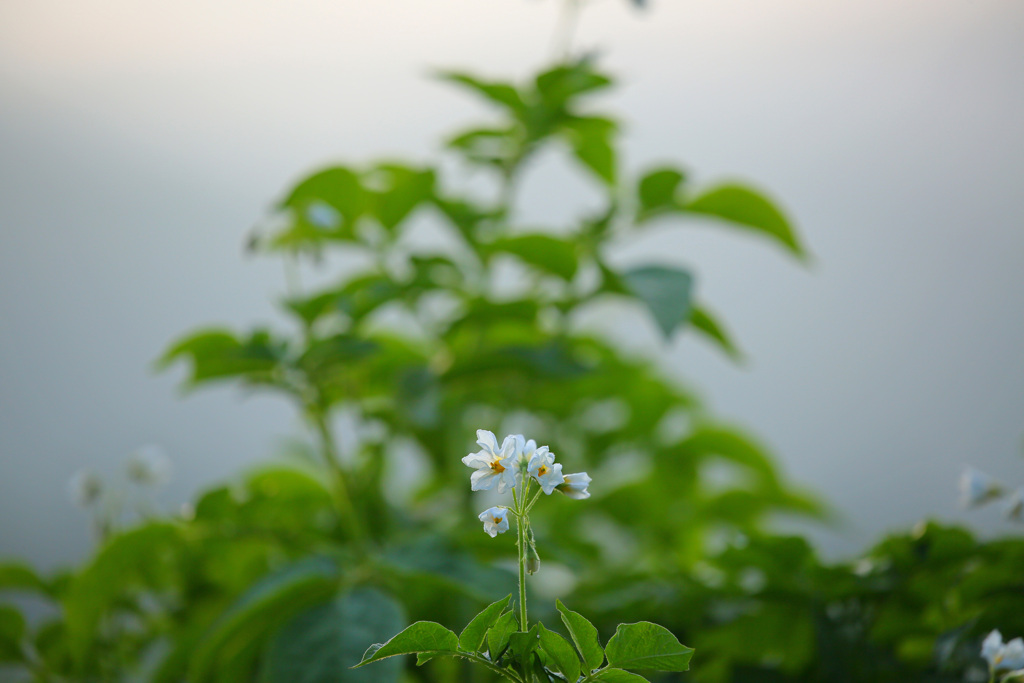 じゃがいもの花