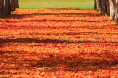 秋を敷きつめて