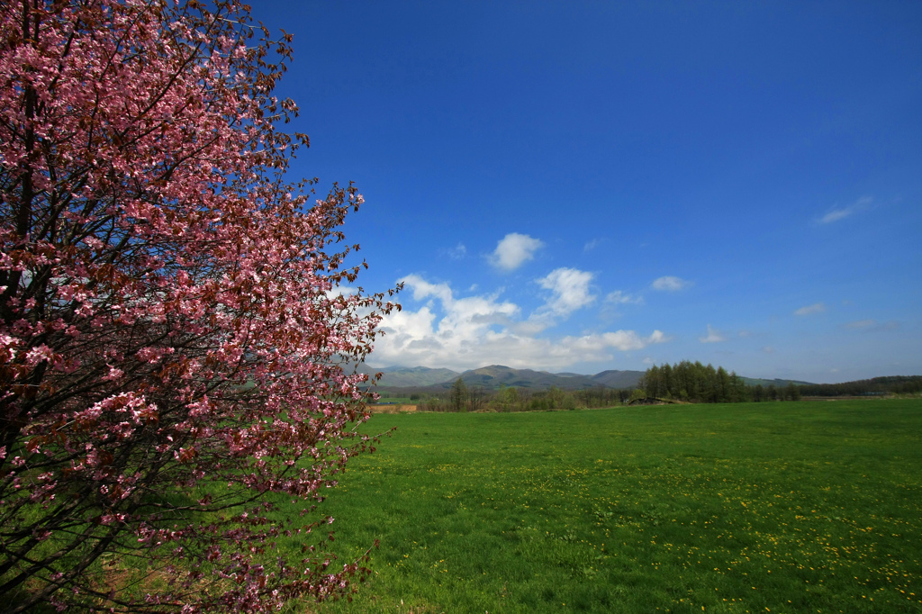 なごり桜