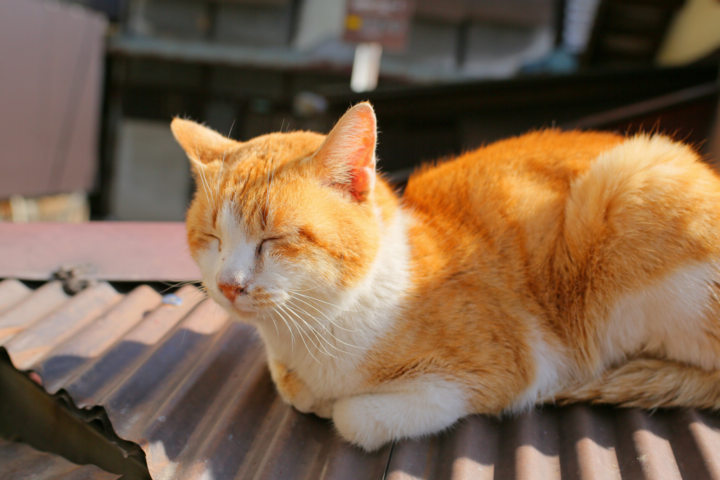 ひなたぼっこ