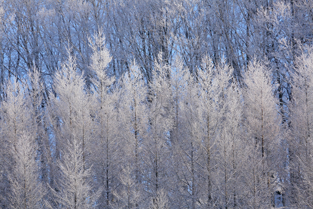 WhiteDecoration