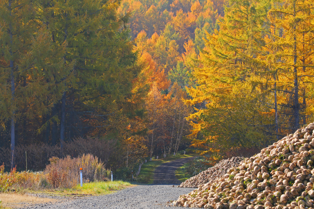 あふれる収穫物