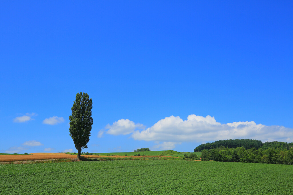 北海道夏景　ポプラ