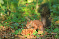食欲の秋