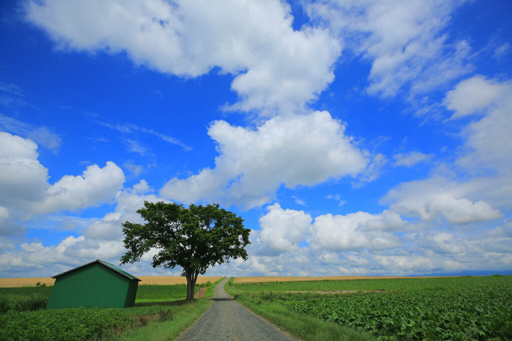 北海道　夏空