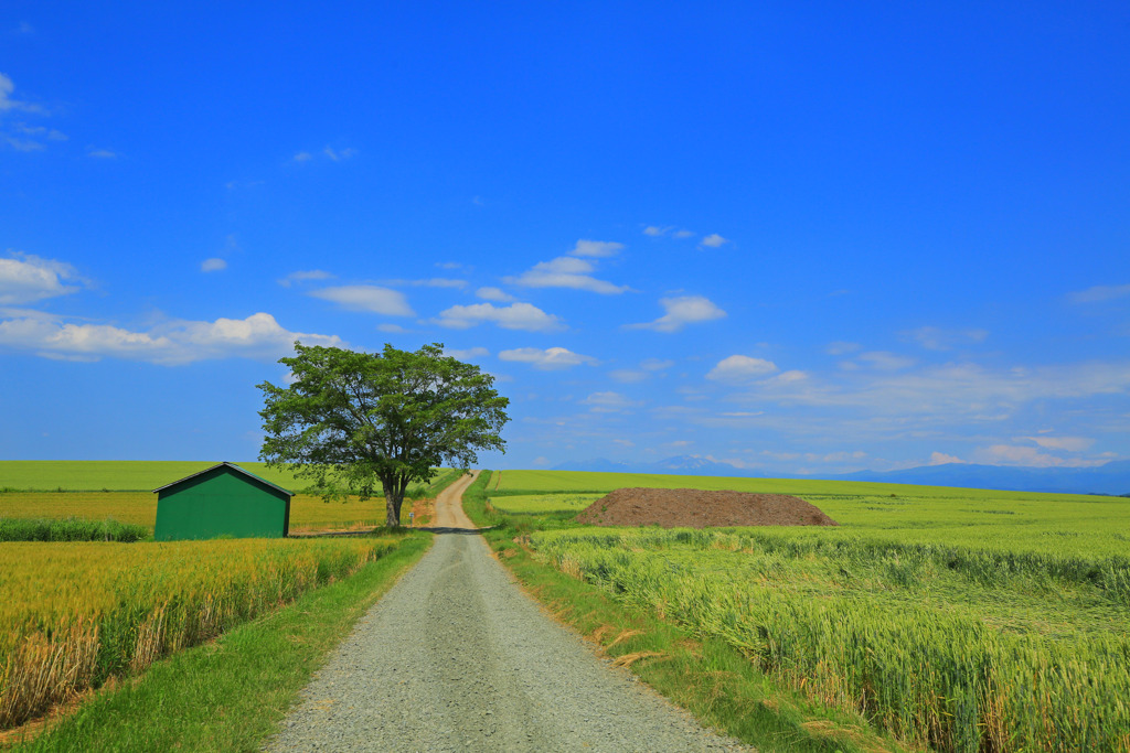 北海道の夏