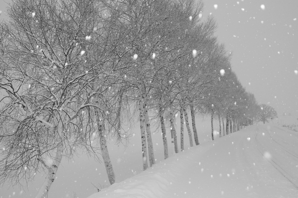 舞い上がる雪